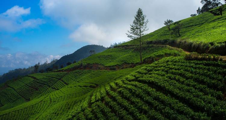 Odyssée des hauts faits du Sri Lanka - Exotic Perla 1