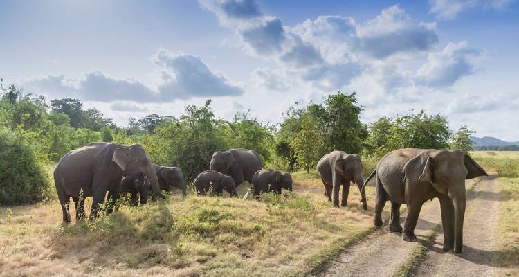 Odyssée des hauts faits du Sri Lanka - Exotic Perla 2