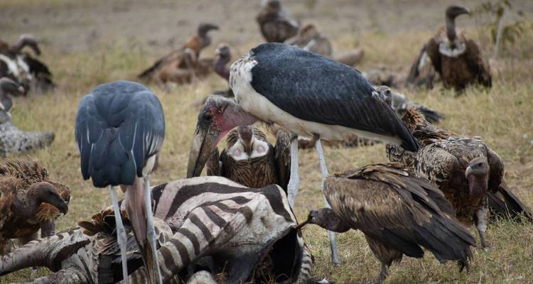 Large gathering of scavenger birds feasting on animal remains.
