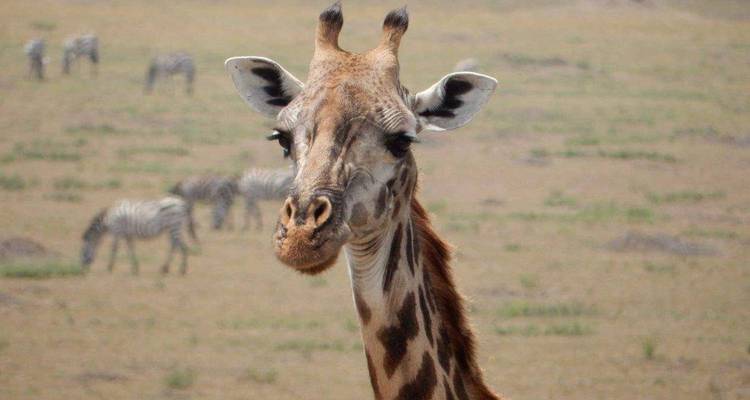 Close-up of a giraffe in a savannah with zebras in the background.