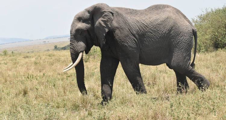 Elephant walking through grassland under a bright sky.