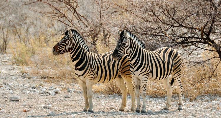 Two zebras standing on dry grassland.