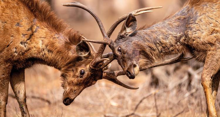 Zwei Hirsche, die ihre Geweihe in natürlicher Umgebung verhaken.