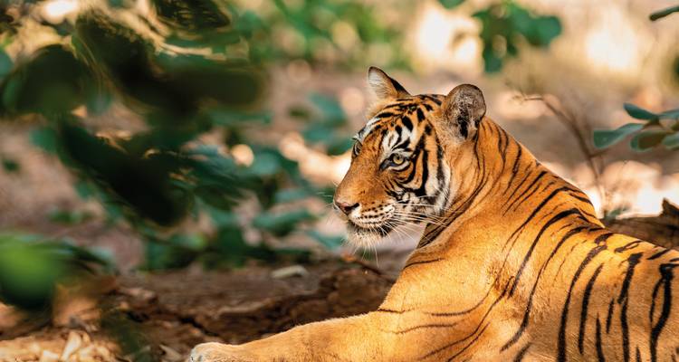 Ein Bengaltiger, der unter Blattwerk liegt.