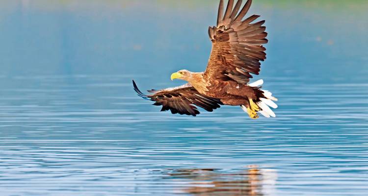 Eagle captured in flight above a calm water body.