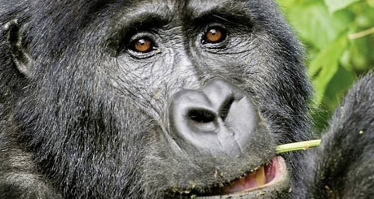 Ouganda - Au pays des gorilles de montagne - DERTOUR 2