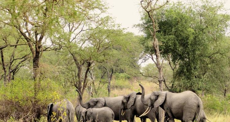 Ouganda - Au pays des gorilles de montagne - DERTOUR 5