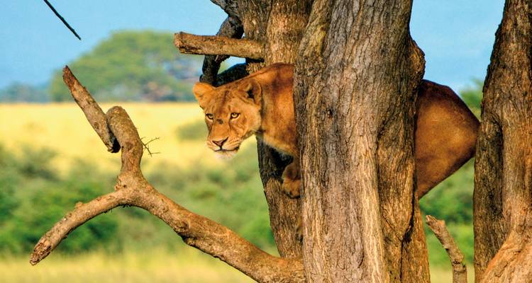 Leeuwin neergezeten in een boom en alert uitkijkend over de vlaktes.