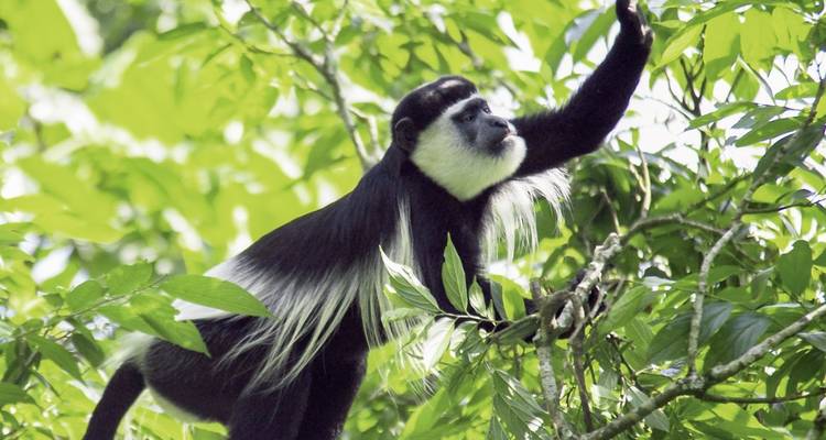 Zwart-witte colobus aap klimmend in takken in een bos.