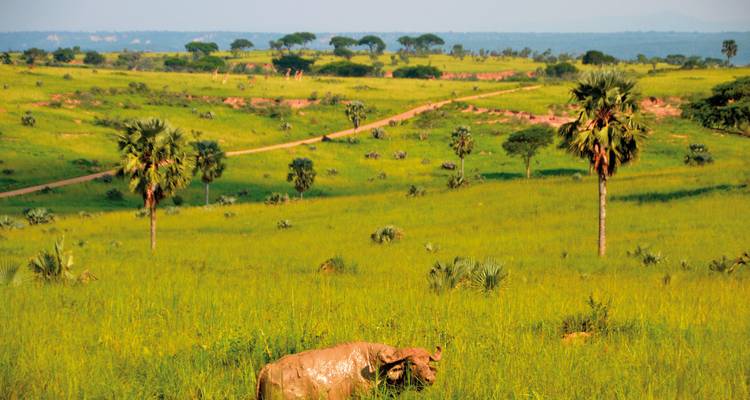 Schilderachtige savanne met verspreide bomen en een eenzame buffel.