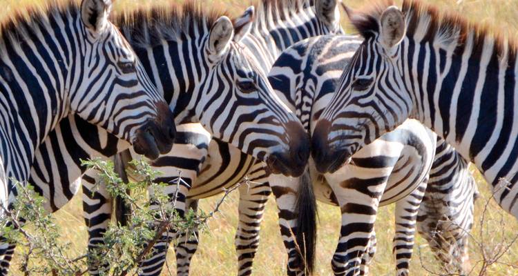 Groep zebra's dicht bij elkaar in een grasland.