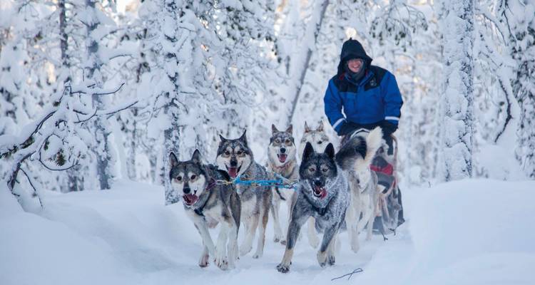Person beim Hundeschlittenfahren mit mehreren Huskys in einem verschneiten Wald.