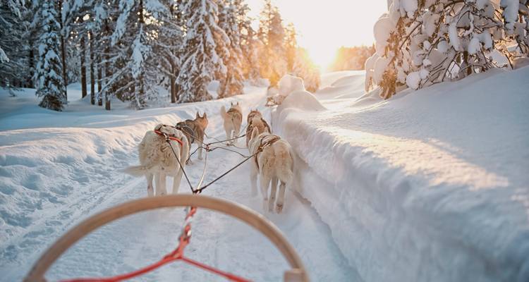 Huskys ziehen einen Schlitten in einem verschneiten Wald bei Sonnenaufgang.