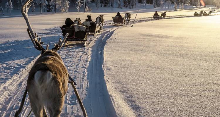 Reindeer pulling sleds through a snowy landscape during sunset.