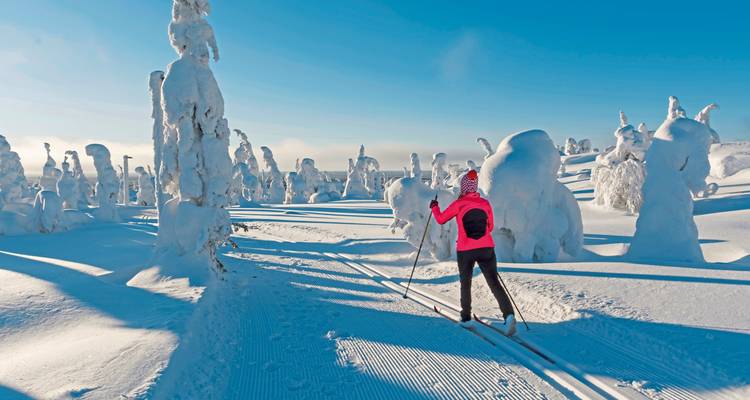 Langläufer in einem schneeverhangenen Wald.