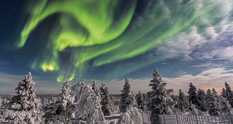 Aurores boréales au-dessus d'une forêt enneigée.