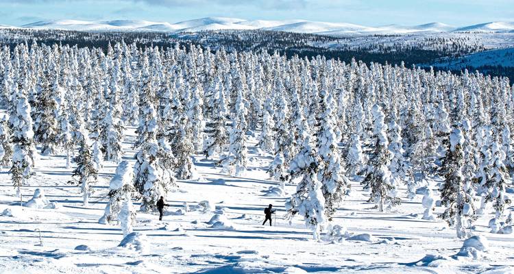 Forêt enneigée avec des personnes qui skient.