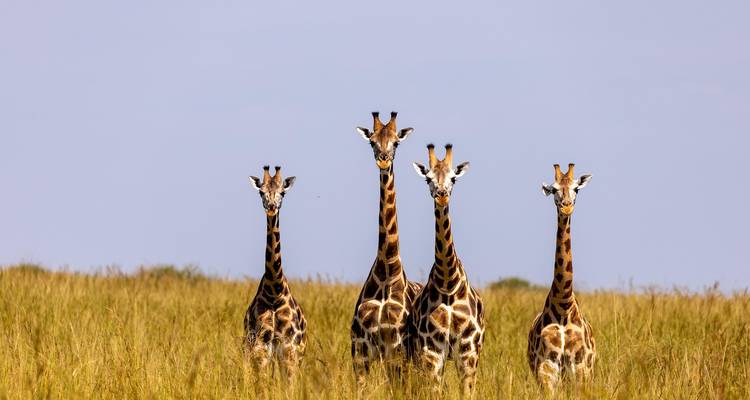 Excursion d'une journée dans le parc national de Kissama (Quiçama) au départ de Luanda - Across Africa Tours & Travel 6