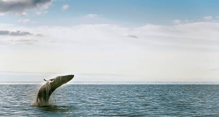 Baleine sautant hors de l'océan avec un arrière-plan de ciel.