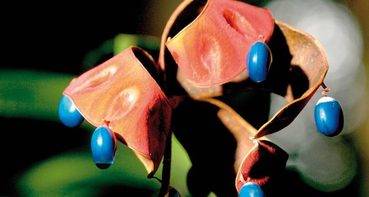 Gros plan d'une plante tropicale colorée avec des graines bleues.