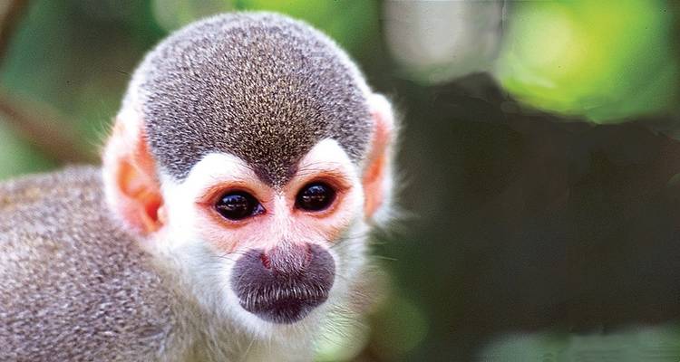 Gros plan d'un petit singe dans une forêt.
