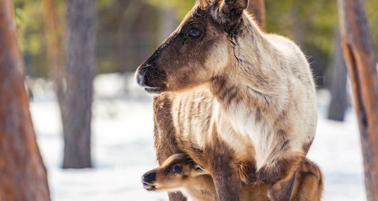 Ein Rentier mit einem Kalb in einer verschneiten Waldkulisse.