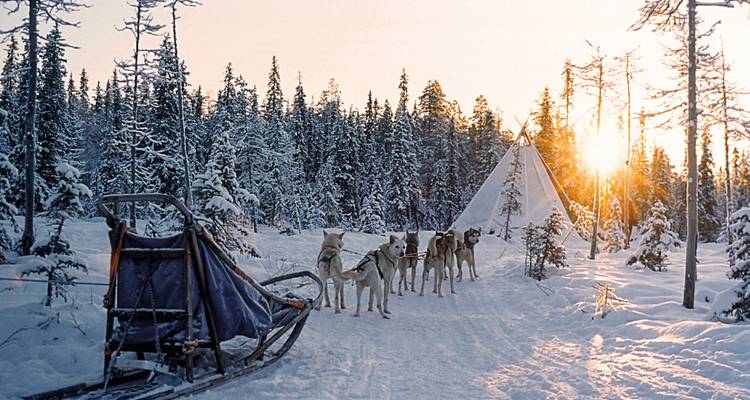 Équipe de traîneau à chiens et une tente dans une forêt enneigée au lever du soleil.