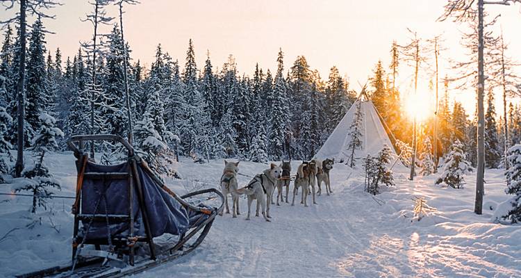 Hundeschlittenteam in einem verschneiten Wald bei Sonnenuntergang mit einem Zelt.