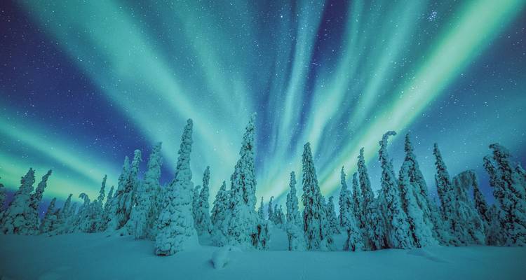 Deslumbrantes auroras boreales sobre árboles cubiertos de nieve bajo un cielo nocturno despejado.