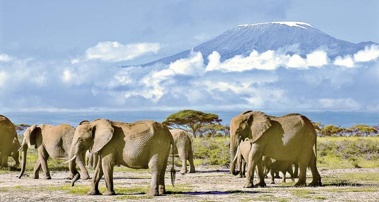 Elephants walking in foreground with Mount Kilimanjaro in the background.