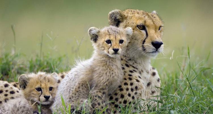 Cheetah mother with her cubs laying in the grass.