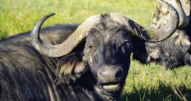 Close-up weergave van een buffel in een grazig veld.