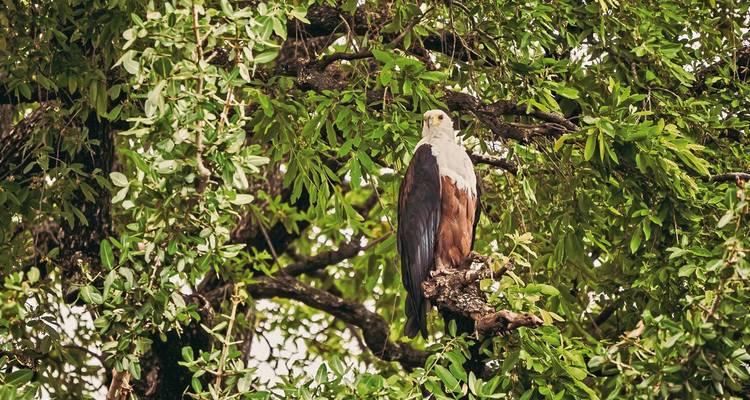 Aigle pêcheur d'Afrique perché sur une branche d'arbre entouré d'une végétation luxuriante.