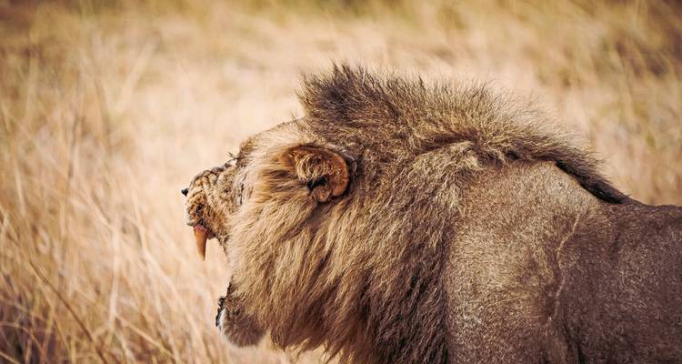 Gros plan d'un lion rugissant dans les prairies.