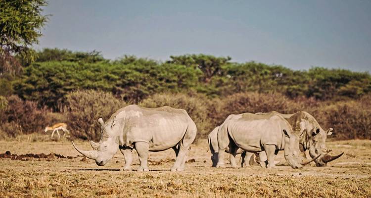 Groupe de rhinocéros paissant dans un paysage aride.