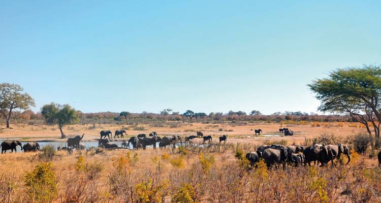 Groupe d'éléphants près d'un point d'eau dans une vaste plaine.