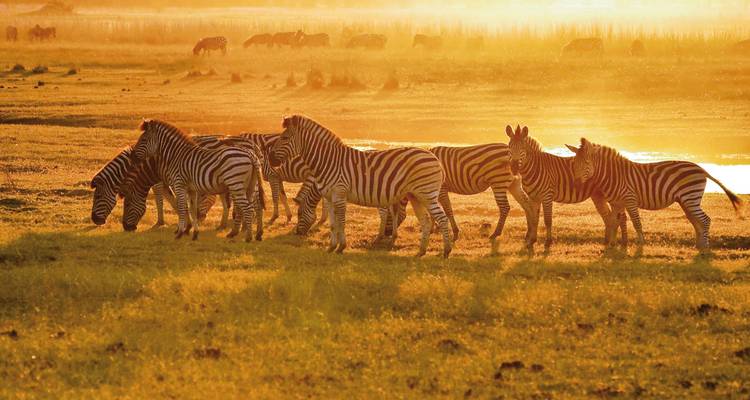 Zebra's grazend in een goudverlichte savanne.