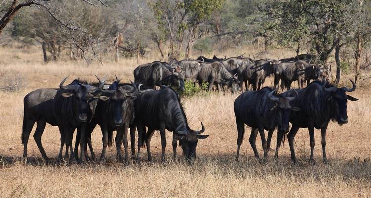 Herde von Gnus, die in einer Savannenlandschaft grasen.