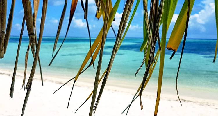 Out-of-focus palm fronds frame a pristine white-sand beach and turquoise lagoon under sunny skies.