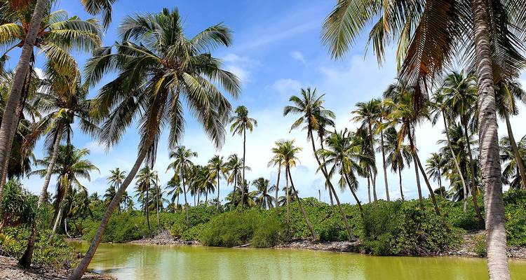 Lagon bordé de palmiers tropicaux luxuriants sous un ciel bleu éclatant sur une île isolée.