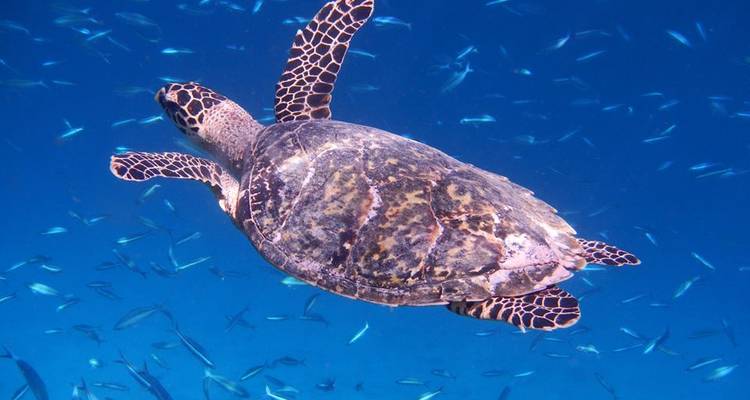Northern Maldives Discovery - 8 days - On The Go Tours 6
