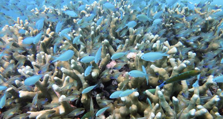 Escena submarina con coral vibrante y peces nadando.