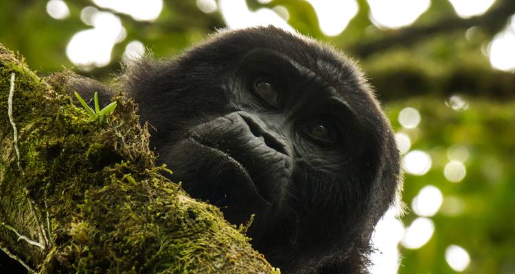 Ouganda et Zanzibar - Du pays des gorilles de montagne à Zanzibar - Gebeco 5