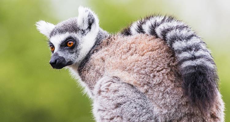 Madagascar - Lemurs and the sea - Gebeco 5