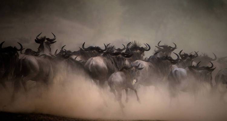 Gnus laufen durch eine staubige Savanne