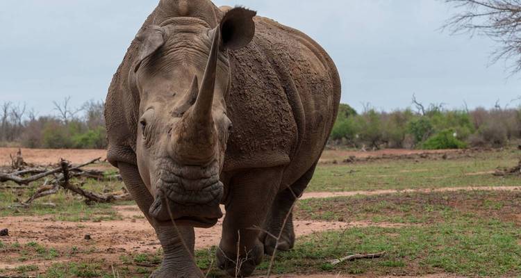Nashorn steht auf einer grasbewachsenen Wiese