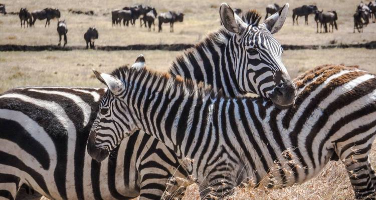 Zwei Zebras stehen eng beieinander auf einem Feld
