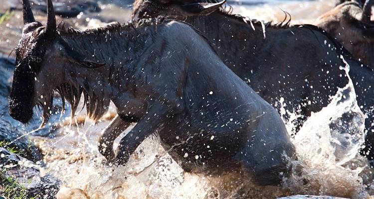 Safari dans le Masai Mara avec une Jeep 4x4 Land Cruiser - 3 jours - Kilimanjaro Wonders Expedition Safari 2