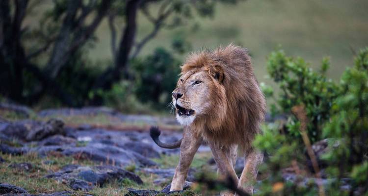 Vol dans le Masai Mara - forfait de 4 jours - Kilimanjaro Wonders Expedition Safari 5