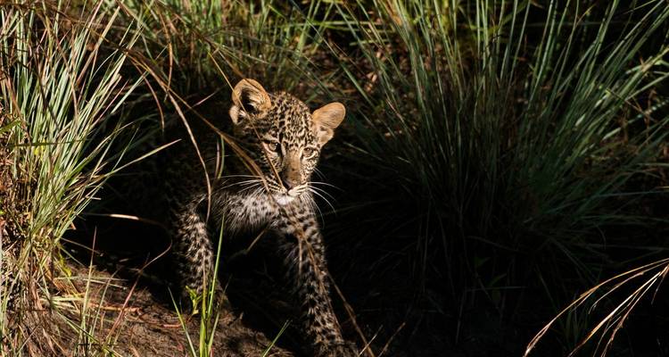 Vol dans le Masai Mara - forfait de 4 jours - Kilimanjaro Wonders Expedition Safari 4